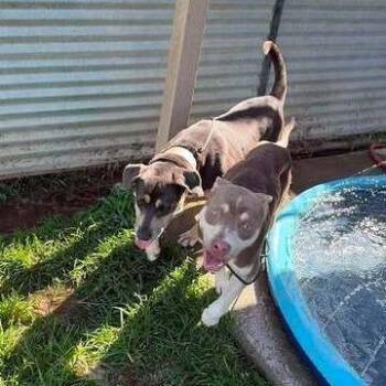 Hera -  Pit Bull Terrier Dog for Adoption in Turlock, California - Hera | PetCurious