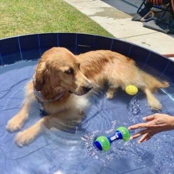 Golden Retriever Dogs Available for Adoption - AUTO | PetCurious