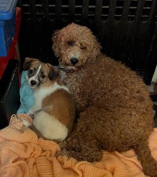 Goldendoodle Dogs Available for Adoption in Freehold, New Jersey - Ava | PetCurious