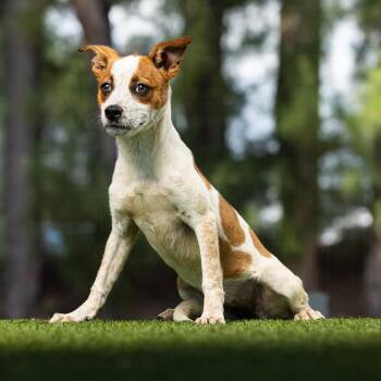 Moana -  Mixed Breed Dog for Adoption in Jupiter, Florida - Moana | PetCurious