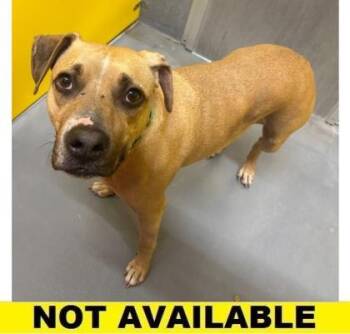 Maya -  Mixed Breed Dog for Adoption in Eugene, Oregon - Maya | PetCurious