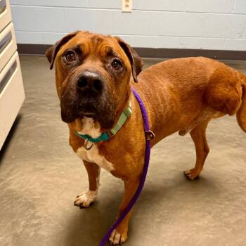Mixed Breed Dogs Available for Adoption - Hooch | PetCurious