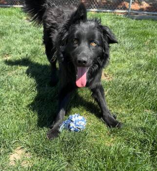 Siberian Husky and Poodle Dogs Available for Adoption in Quincy, Washington - Milo | PetCurious