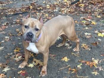 Rescue Mixed Breed Dogs for Adoption in West Chester, Pennsylvania - Lola | PetCurious