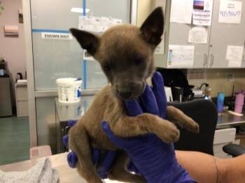 Rescue Terrier Dogs for Adoption in Sebec, Maine - WILLOW | PetCurious