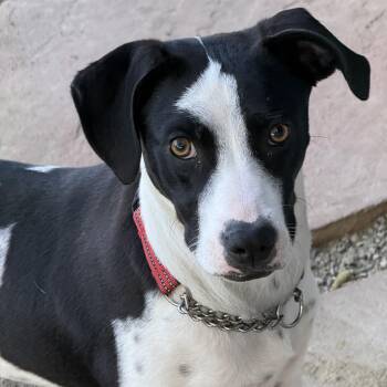 English Pointer and Mcnab Dogs Available for Adoption - Bean | PetCurious