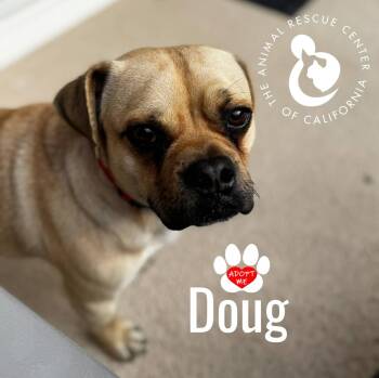 Pug Dogs Available for Adoption - Doug | PetCurious