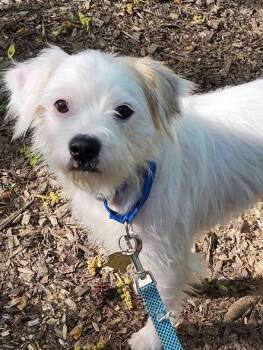 Terrier Dogs Available for Adoption in Ellijay, Georgia - Simon | PetCurious
