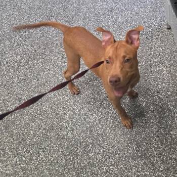 Mike -  Terrier Dog for Adoption in Lagrange, Georgia - Mike | PetCurious