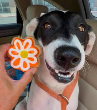 Lovie -  Labrador Retriever and Terrier Dog for Adoption in Schertz, Texas - Lovie | PetCurious