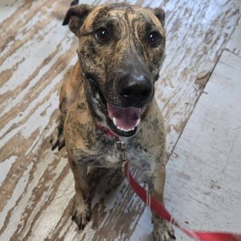 Rescue Terrier and Mixed Breed Dogs for Adoption in Kyle, Texas - SHERE KHAN | PetCurious