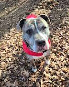 Pit Bull Terrier Dogs Available for Adoption in New York, New York - ANDROS | PetCurious