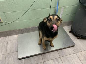 German Shepherd Dog and Mixed Breed Dogs Available for Adoption in Grand Prairie, Texas - SCARECROW | PetCurious