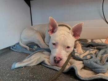 Pit Bull Terrier and Mixed Breed Dogs Available for Adoption in New Orleans, Louisiana - Valarie | PetCurious