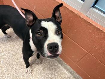 TURKEY LEG -  Pit Bull Terrier and Boxer Dog for Adoption in Colorado Springs, Colorado - TURKEY LEG | PetCurious