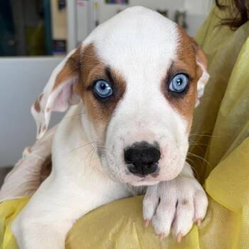 Carmalt -  Catahoula Leopard Dog and Mixed Breed Dog for Adoption in Nashville, Tennessee - Carmalt | PetCurious