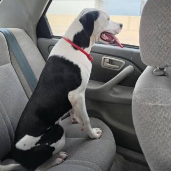 Spot -  Pit Bull Terrier and Dalmatian Dog for Adoption in San Antonio, Texas - Spot | PetCurious