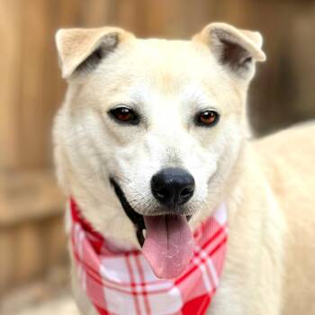 Tito -  Shiba Inu and Mixed Breed Dog for Adoption in Hondo, Texas - Tito | PetCurious