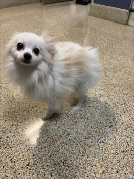 Chihuahua and Pomeranian Dogs Available for Adoption in Doral, Florida - MILAN | PetCurious