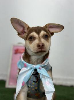 Napawleon-One of our Amazing Rescue Dogs -  Australian Kelpie and Chihuahua Dog for Adoption in Carlsbad, California - Napawleon-One Of Our Amazing Rescue Dogs | PetCurious