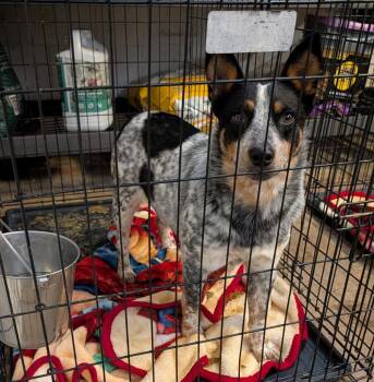 Australian Cattle Dog Blue Heeler Dogs Available for Adoption in Marietta, Ohio - Muffin (Photos May 22 2026) | PetCurious