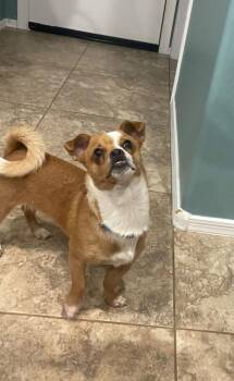 Taz -  Chihuahua Dog for Adoption in Mesa, Arizona - Taz | PetCurious