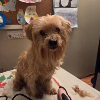 Yorkshire Terrier Dogs Available for Adoption - Sun Bear | PetCurious