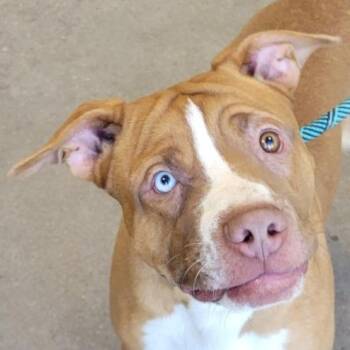 Mixed Breed Dogs Available for Adoption - Rook | PetCurious