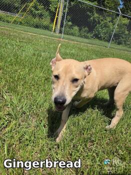 Gingerbread -  Pit Bull Terrier Dog for Adoption in Rocky Mount, North Carolina - Gingerbread | PetCurious