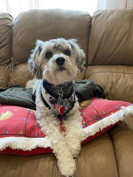 Rescue Havanese and Poodle Dogs for Adoption in Ocean Township, New Jersey - Ramsey - Really Handsome Boy! | PetCurious