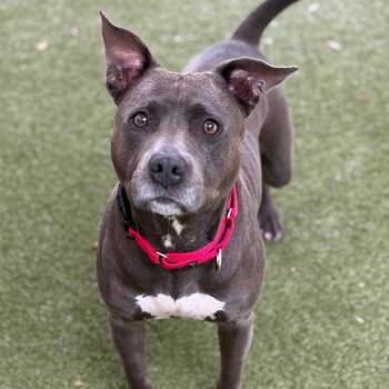 Layla -  Mixed Breed Dog for Adoption in Titusville, Florida - Layla | PetCurious