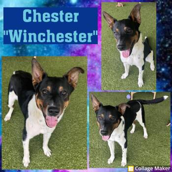 Chester "Winchester" -  Australian Kelpie Dog for Adoption in Clearfield, Pennsylvania - Chester "Winchester" | PetCurious