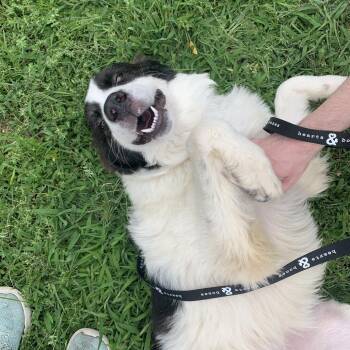 Perseus -  Great Pyrenees and Mixed Breed Dog for Adoption in New York, New York - Perseus | PetCurious