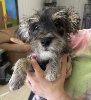 Bentley -  Terrier and Chihuahua Dog for Adoption in Lemoore, California - Bentley | PetCurious