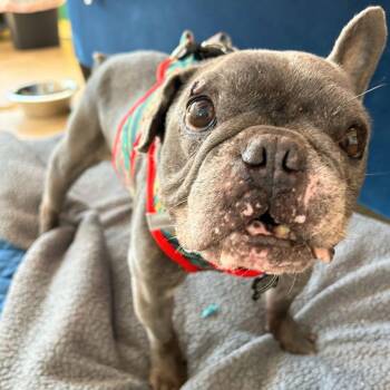 French Bulldog Dogs Available for Adoption in San Francisco, California - Boombox 13994 | PetCurious