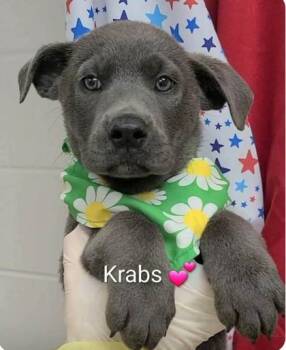 Mr Krabs -  Flat Coated Retriever and Mixed Breed Dog for Adoption in Morton Grove, Illinois - Mr Krabs | PetCurious
