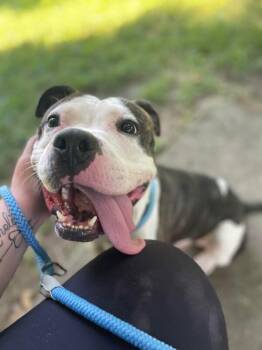 Busta -  Mixed Breed Dog for Adoption in Cincinnati, Ohio - Busta | PetCurious