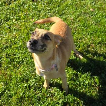 Esme -  Shepherd and Mixed Breed Dog for Adoption in Milan, Illinois - Esme | PetCurious