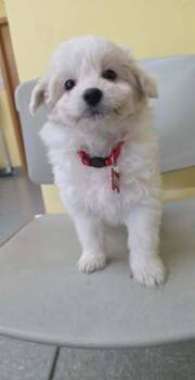 Zella (Red collar) -  Eskimo Dog and Mixed Breed Dog for Adoption in Syracuse, Indiana - Zella (Red Collar) | PetCurious