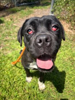 Rosé -  Cane Corso Dog for Adoption in Chicago, Illinois - Rosé | PetCurious