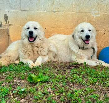 Great Pyrenees Dogs Available for Adoption in Waverly, Tennessee - GABRIEL & RAPHAEL | PetCurious