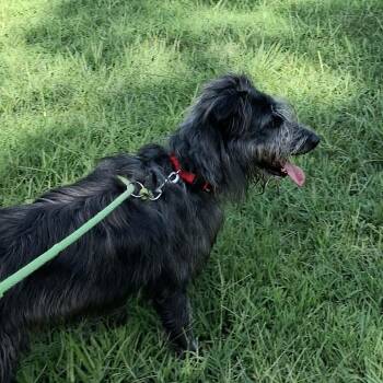 Kane -  Irish Wolfhound Dog for Adoption in Vine Grove, Kentucky - Kane | PetCurious
