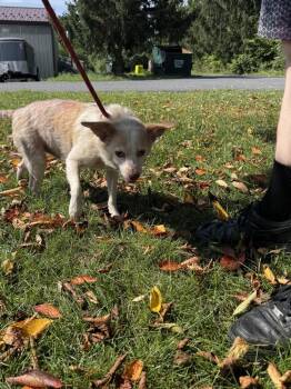 Taco -  Terrier Dog for Adoption in Pine Grove, Pennsylvania - Taco | PetCurious
