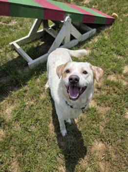 Badger -  Labrador Retriever Dog for Adoption in Shepherdsville, Kentucky - Badger | PetCurious