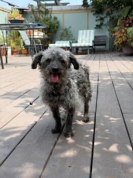 Doris -  Poodle Dog for Adoption in West Hollywood, California - Doris | PetCurious