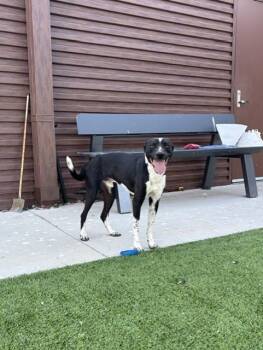 Rescue Australian Cattle Dog Blue Heeler Dogs for Adoption in Sachse, Texas - Bobby | PetCurious