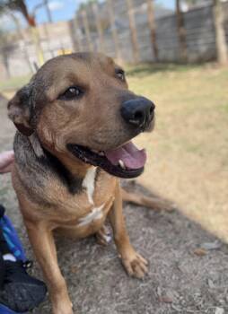 Rescue American Staffordshire Terrier Dogs for Adoption in Spring, Texas - Lester | PetCurious