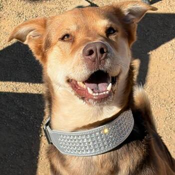 Husky and Shepherd Dogs Available for Adoption - Ivan | PetCurious