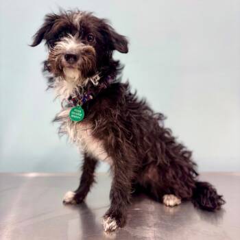 Harmony -  Terrier and Poodle Dog for Adoption in Portland, Oregon - Harmony | PetCurious