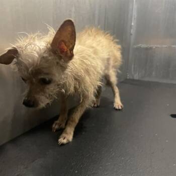 Terrier Dogs Available for Adoption in San Antonio, Texas - A805129 | PetCurious